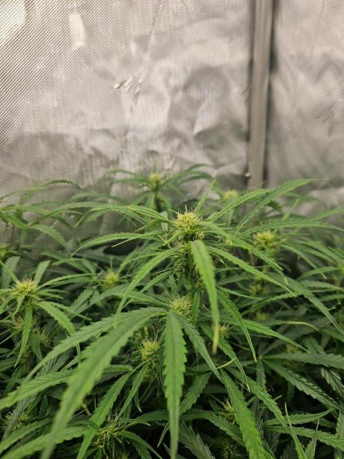 First Grow. Week 8 - stunty day 56