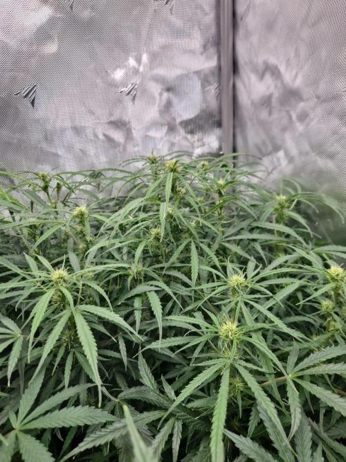 First Grow. Week 8 - stunty day 56
