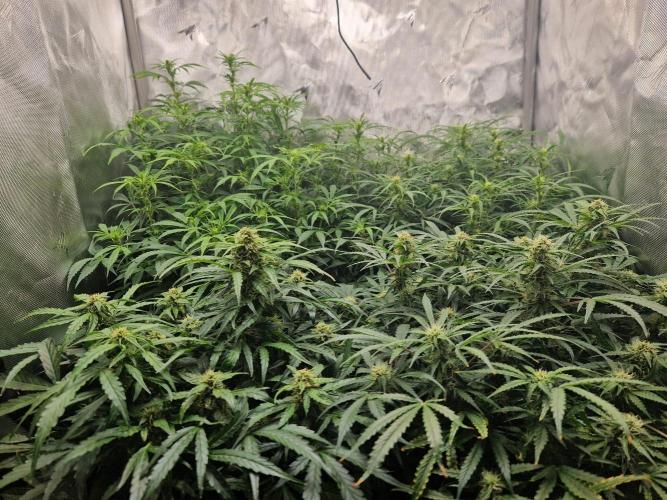 First Grow. Week 8 - overview day 56