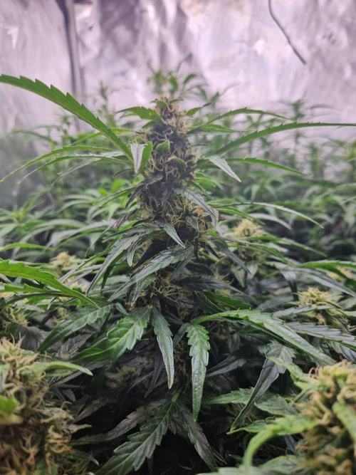 First Grow. Week 8 - plant 1 day 56