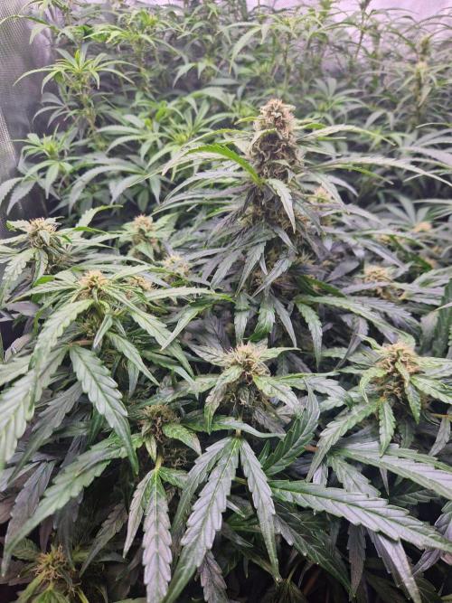 First Grow. Week 8 - plant 1 day 56