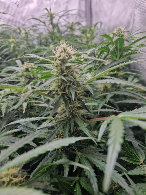 First Grow. Week 8 - plant 2 day 56