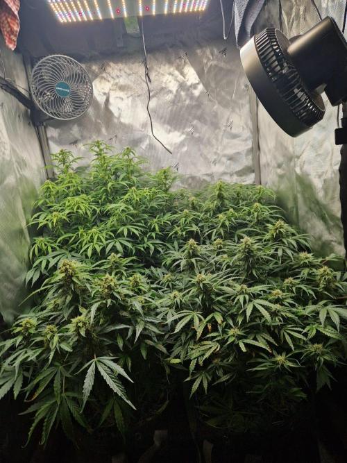 First Grow. Week 9 - day 63