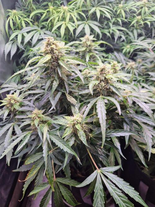 First Grow. Week 9 - Plant 1 day 63