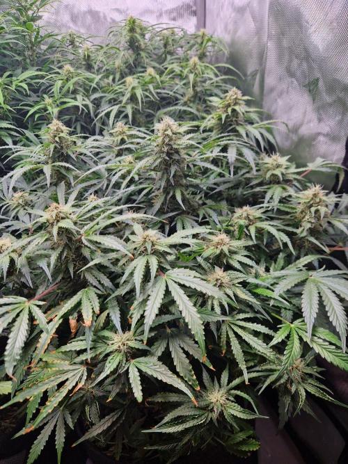 First Grow. Week 9 - Plant 2 day 63