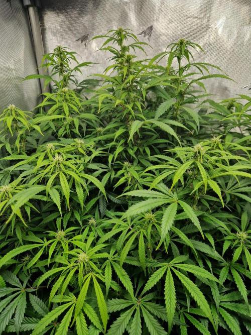 First Grow. Week 9 - Plant 3 day 63