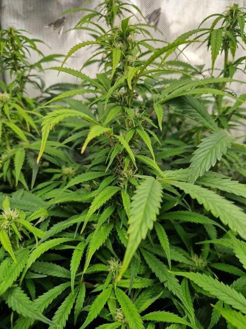 First Grow. Week 9 - Plant 3 flower day 63