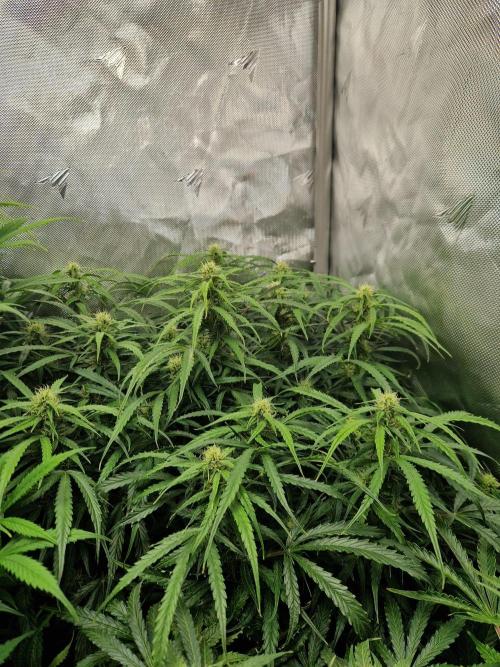 First Grow. Week 9 - Stunty day 63