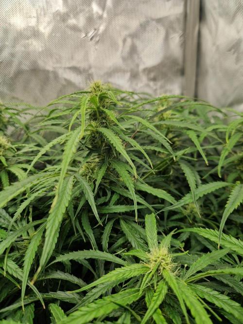 First Grow. Week 9 - Stunty flower day 63
