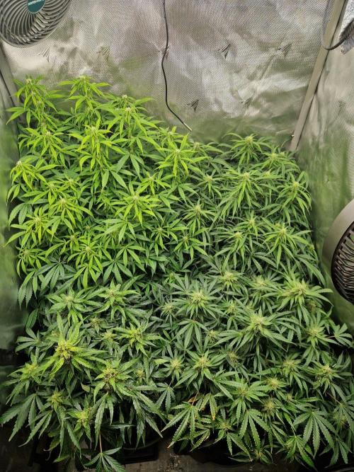 First Grow. Week 9 - top view day 63