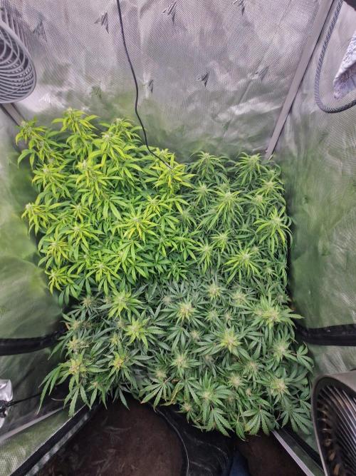 First Grow. Week 10 - day 70