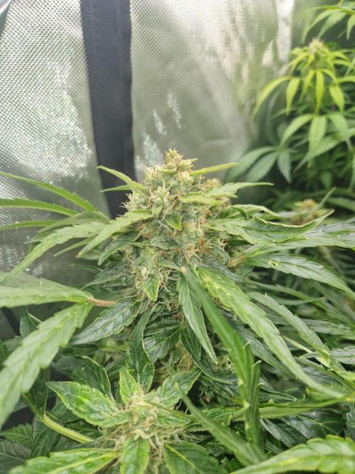 First Grow. Week 10 - plant 1 day 70