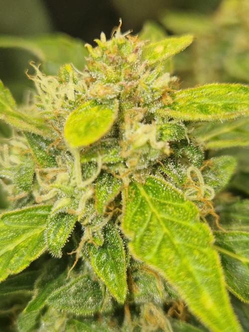 First Grow. Week 10 - plant 1 day 70