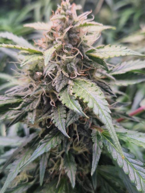 First Grow. Week 10 - plant 2 day 70