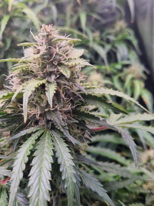 First Grow. Week 10 - plant 2 day 70