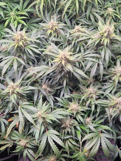 First Grow. Week 10 - plant 2 day 70