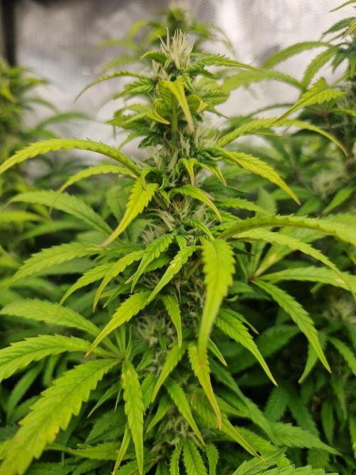 First Grow. Week 10 - plant 3 day 70