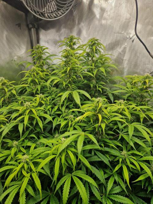 First Grow. Week 10 - plant 3 day 70