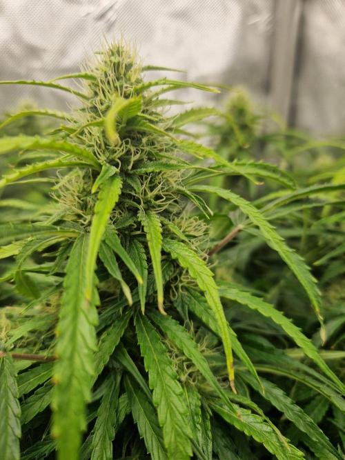 First Grow. Week 10 - stunty day 70