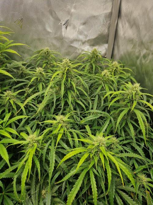 First Grow. Week 10 - stunty day 70