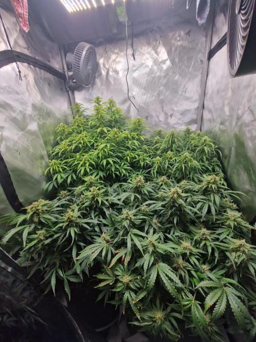 First Grow. Week 10 - day 70