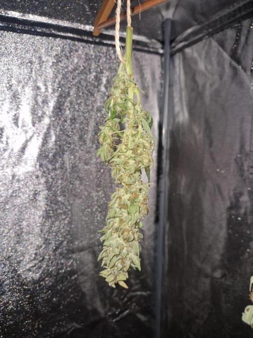 First Grow. Week 11 - drying plant 1