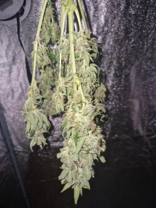 First Grow. Week 11 - drying plant 1