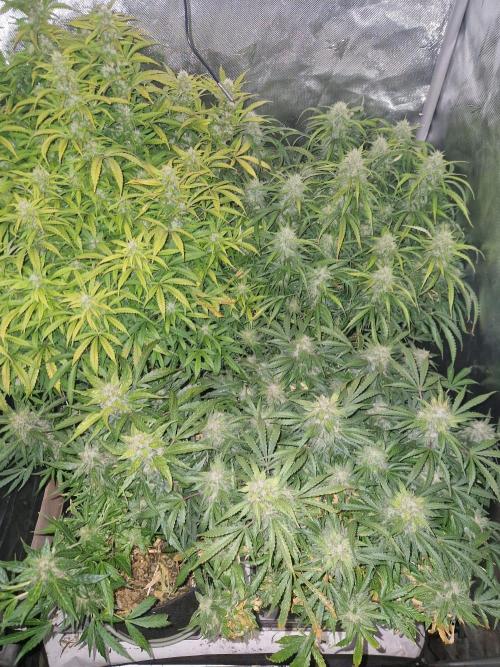 First Grow. Week 11 - overview day 77