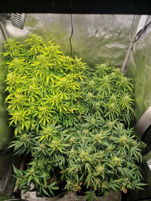 First Grow. Week 11 - overview day 77