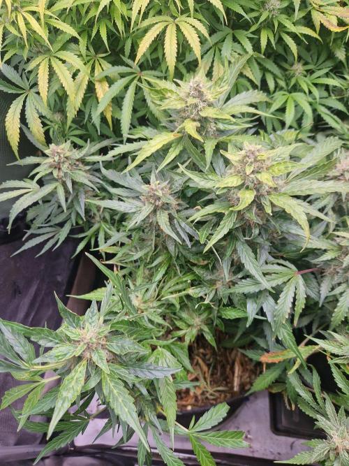 First Grow. Week 11 - plant 1 day 77 after 2 chops