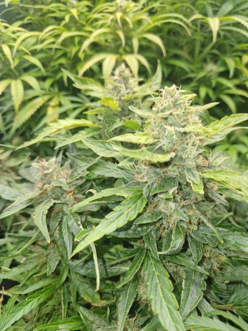 First Grow. Week 11 - plant 1 day 77