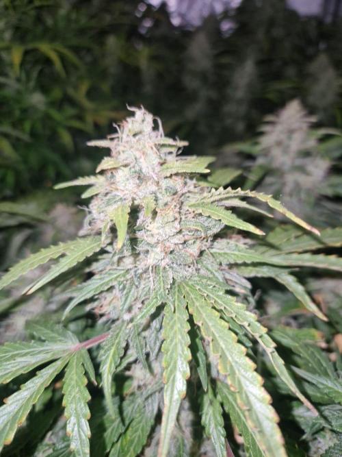 First Grow. Week 11 - plant 1 day 77