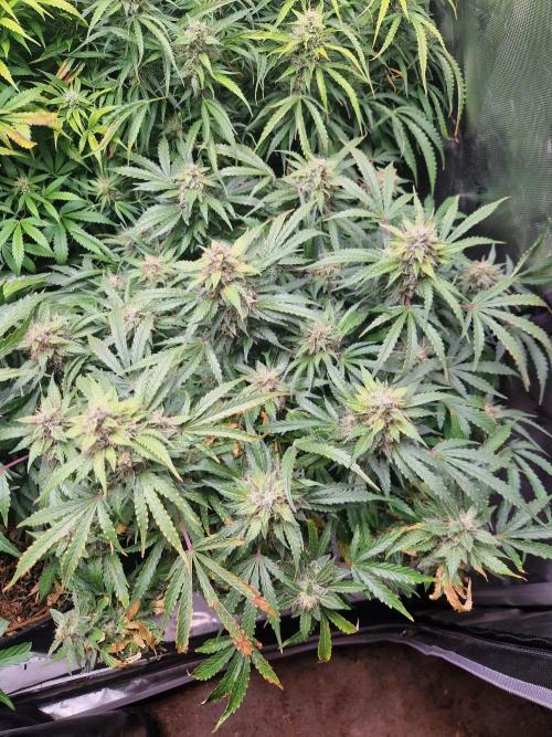 First Grow. Week 11 - plant 2 day 77