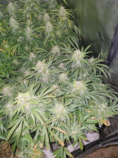 First Grow. Week 11 - plant 2 day 77