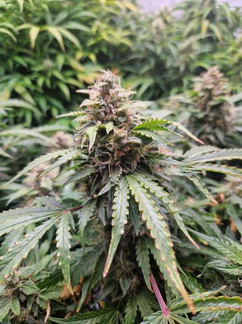 First Grow. Week 11 - plant 2 flower day 77