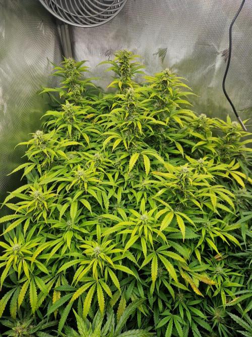 First Grow. Week 11 - plant 3 day 77