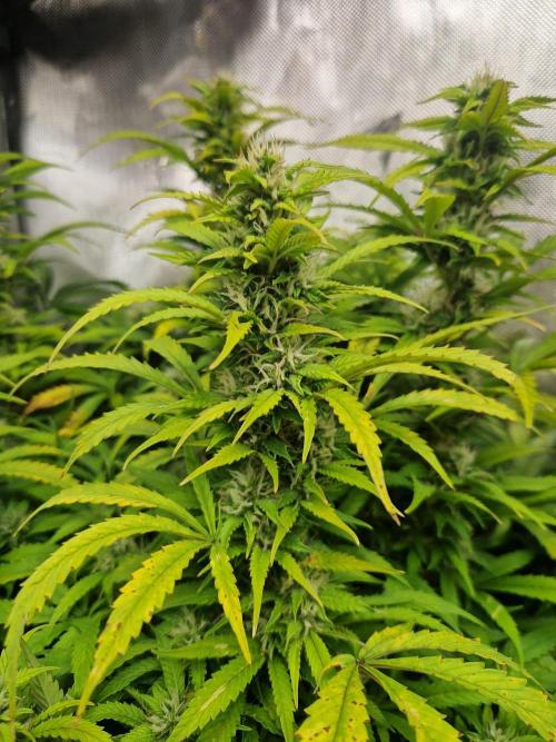 First Grow. Week 11 - plant 3 flower day 77