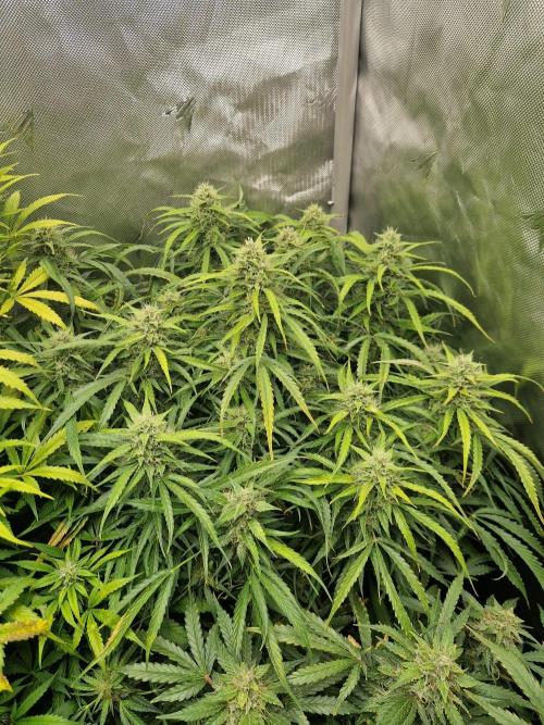 First Grow. Week 11 - stunty day 77