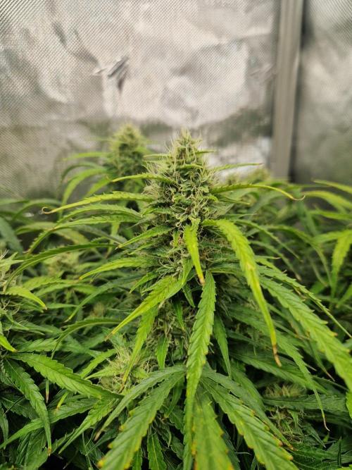 First Grow. Week 11 - stunty flower day 77