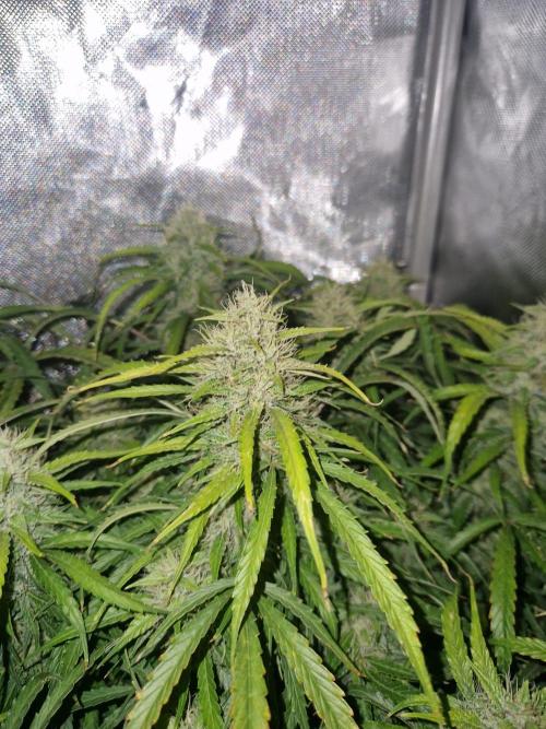 First Grow. Week 11 - stunty flower day 77