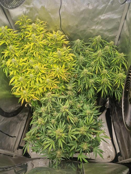 First Grow. Week 12 - Day 84 tent 