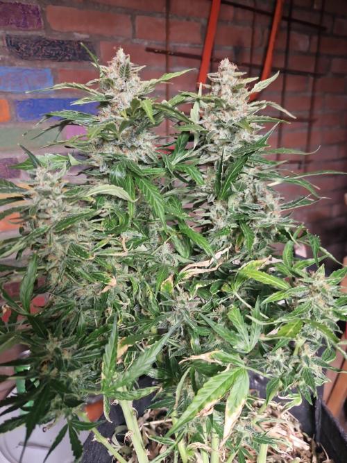 First Grow. Week 12 - Plant 1 pre-chop day 84