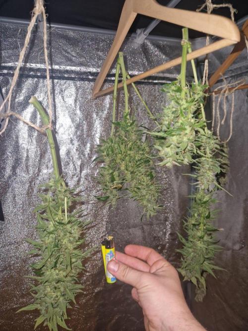 First Grow. Week 12 - Plant 1 last batch drying
