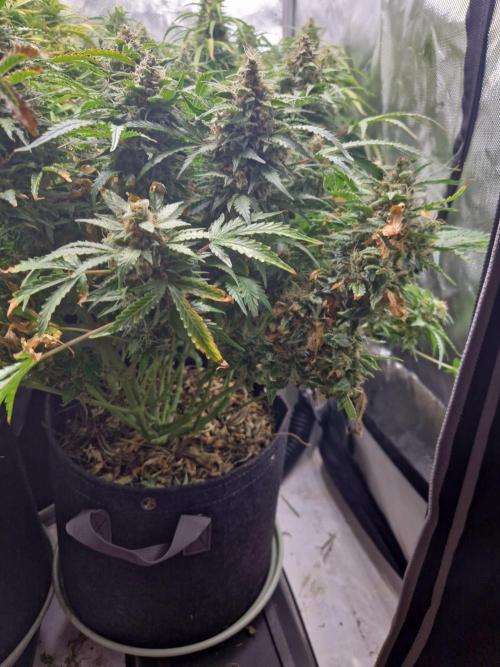 First Grow. Week 12 - Plant 2 day 84