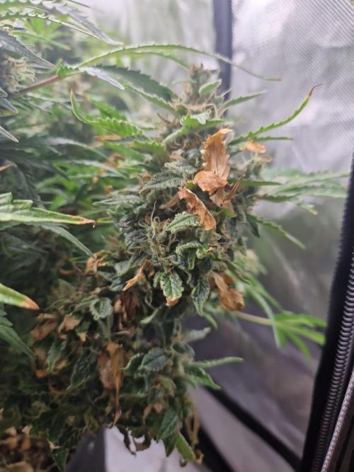 First Grow. Week 12 - plant 2 day 84