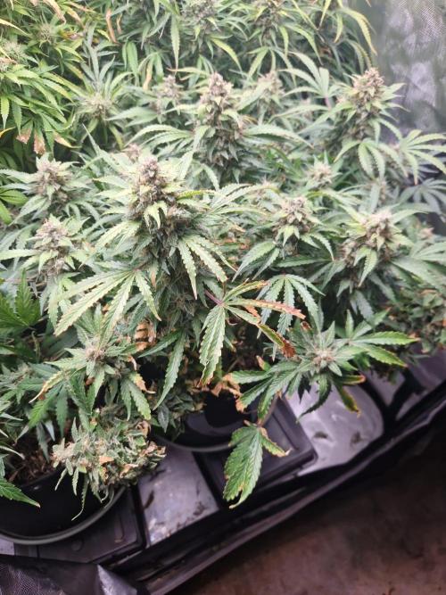 First Grow. Week 12 - plant 2 day 84