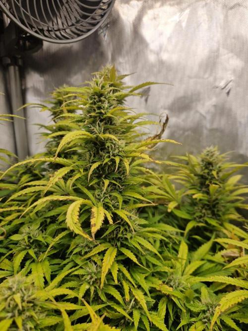 First Grow. Week 12 - plant 3 day 84