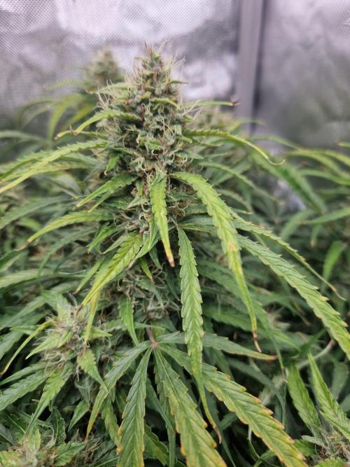 First Grow. Week 12 - stunty day 84