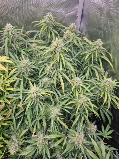 First Grow. Week 12 - stunty day 84