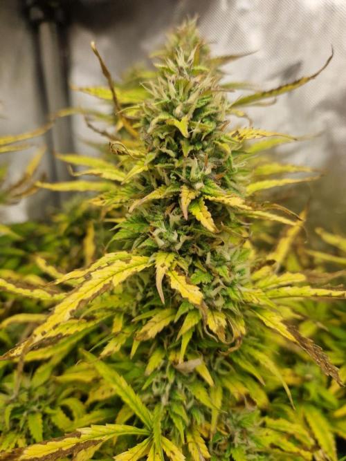 First Grow. Week 13 - plant 2 day 92